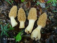 Morchella esculentoides