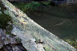 multiclavula mucida