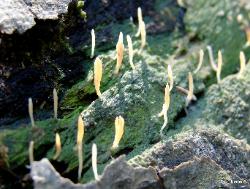 multiclavula mucida