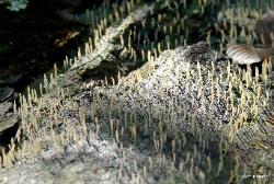 multiclavula mucida