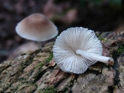 Mycena galericulata
