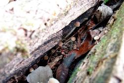 Mycena galericulata