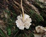 Mycena inclinata