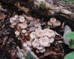Mycena inclinata