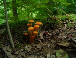 Mycena leaiana