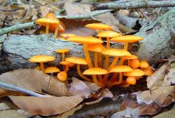Mycena leaiana