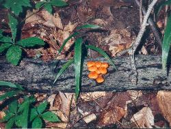 Mycena leaiana