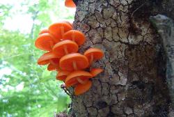 mycena leaiana 