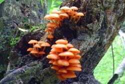 mycena leaiana 