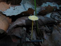 Mycena crocea