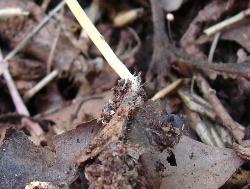 Mycena crocea