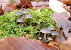 Mycena semivestipes
