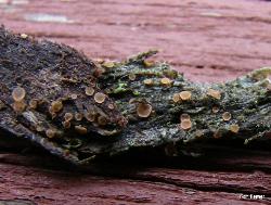 Orbilia pilifera