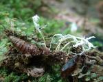 Cordyceps polyarthra