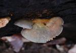 Sarcomyxa serotina