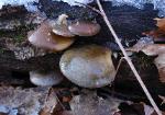 Sarcomyxa serotina