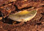 Sarcomyxa serotina