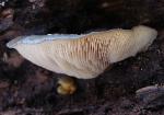 Sarcomyxa serotina