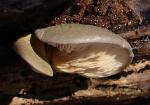 Sarcomyxa serotina