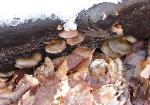Sarcomyxa serotina
