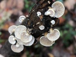 Panellus stipticus
