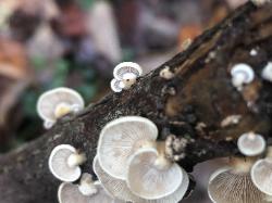 Panellus stipticus