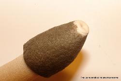 Phallus ravenelii