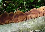 Fuscoporia gilva
