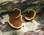Fuscoporia gilva