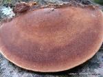 Fuscoporia gilva