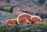 Fuscoporia gilva