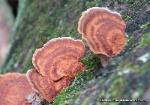 Fuscoporia gilva