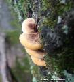 Fuscoporia gilva