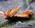 Fuscoporia gilva