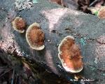 Fuscoporia gilva