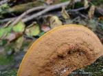 Fuscoporia gilva