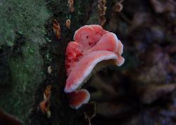 Phlebia incarnata