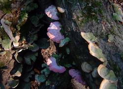 Phlebia incarnata