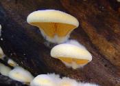Phyllotopsis nidulans