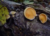 Phyllotopsis nidulans