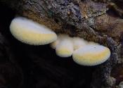 Phyllotopsis nidulans