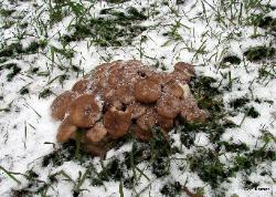 pleurotus ostreatus 