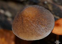 pluteus romellii 