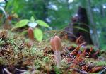 Trichoderma alutaceum