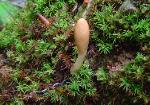 Trichoderma alutaceum
