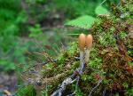 Trichoderma alutaceum