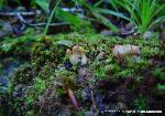 Trichoderma alutaceum