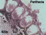 Trichoderma alutaceum perithecia