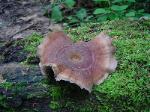 Picipes badius