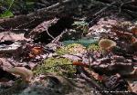 Picipes badius